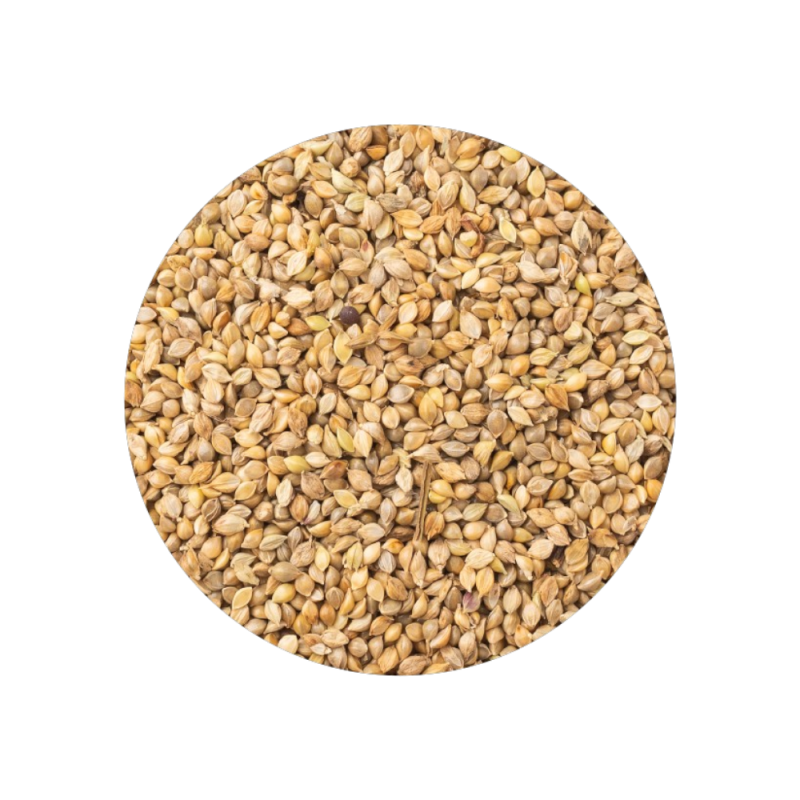 Milho Alvo Japonês 2kg