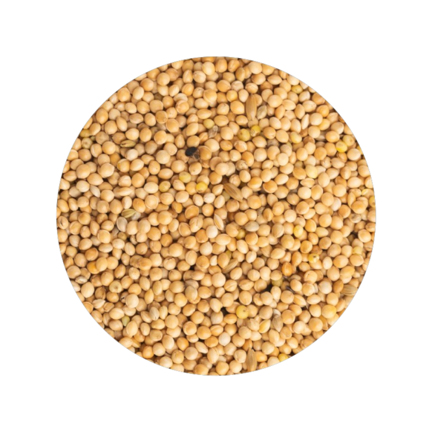 Milho Alvo Branco 850g