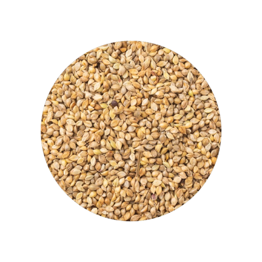 Milho Alvo Japonês 2kg