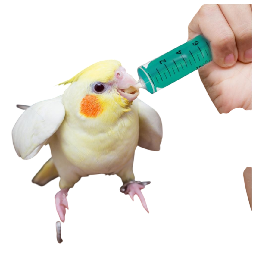 Seringa Alimentação Aves