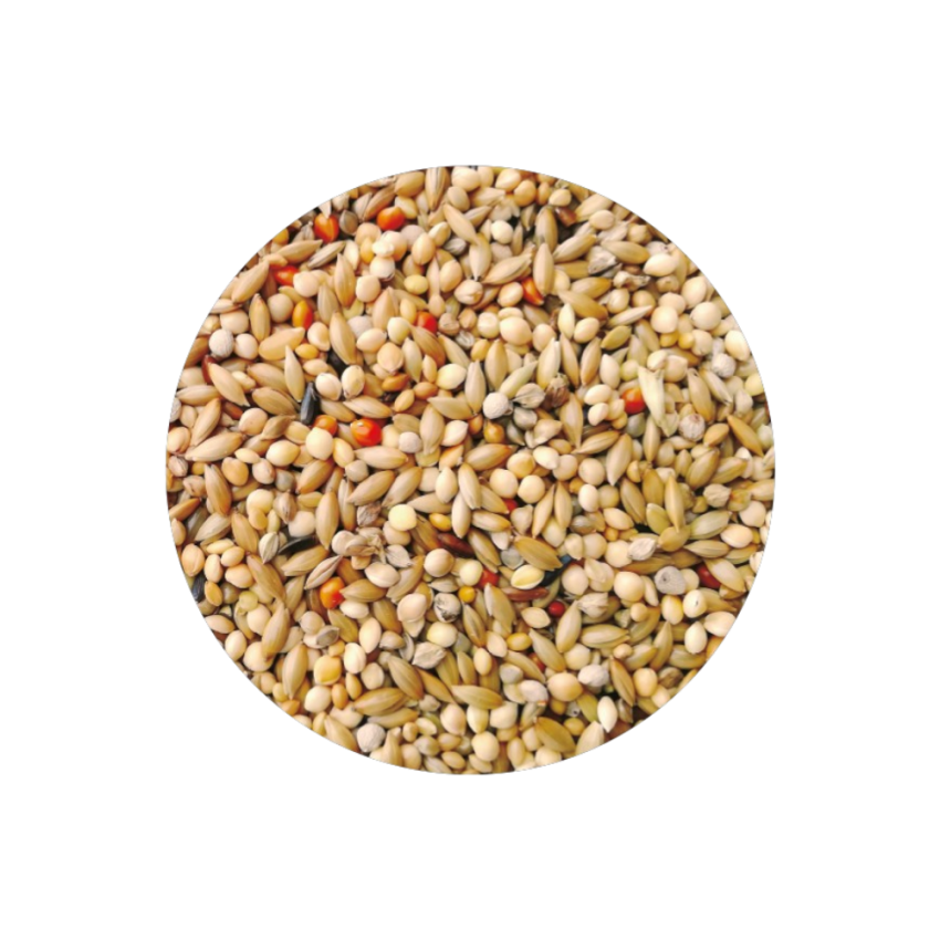 Exótico Premium 4kg