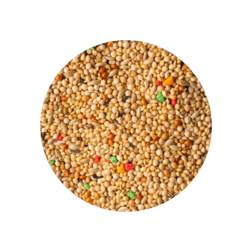 Exótico Standart 20kg